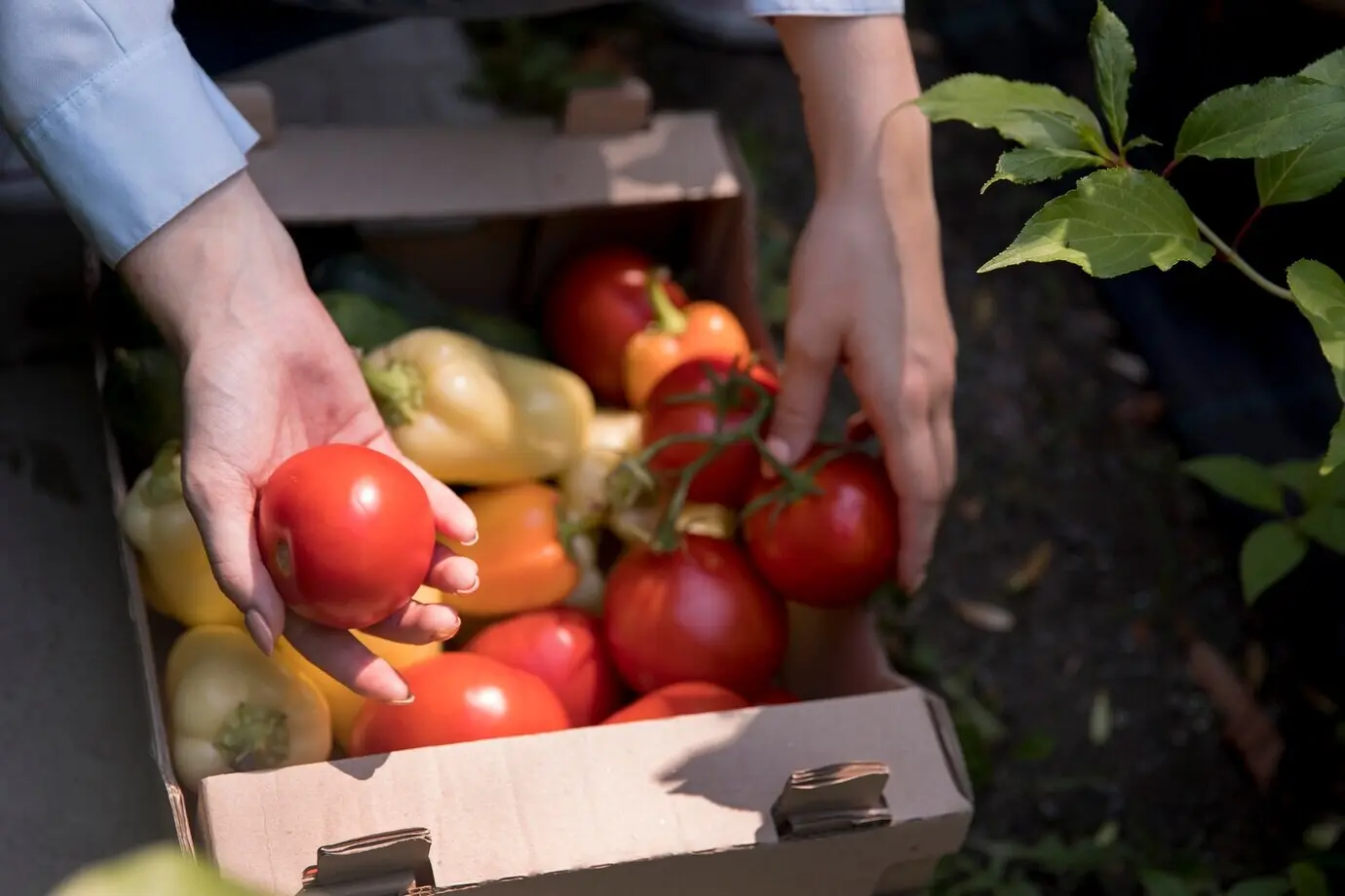 Eine Frau, die in ihrem nachhaltigen Gewächshaus arbeitet.